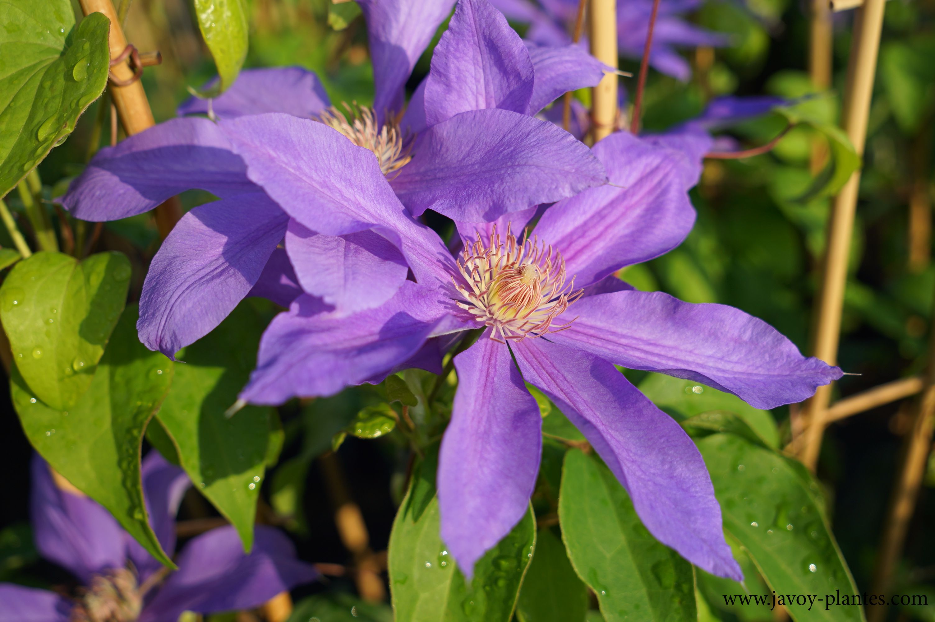 Clematis 'Lawsoniana'